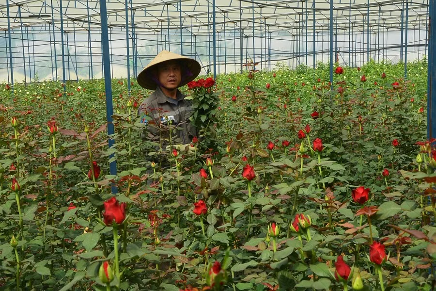 Hành trình lập nghiệp của những người con xa xứ